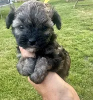 Gracie puppy, a female Maltipoo for sale in Lily, KY – 1 of 4