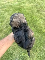 Gracie puppy, a female Maltipoo for sale in Lily, KY – 2 of 4