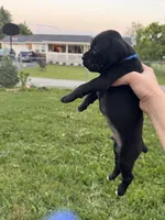 Blue male 4, a male Boxer for sale in Lily, KY – 3 of 10