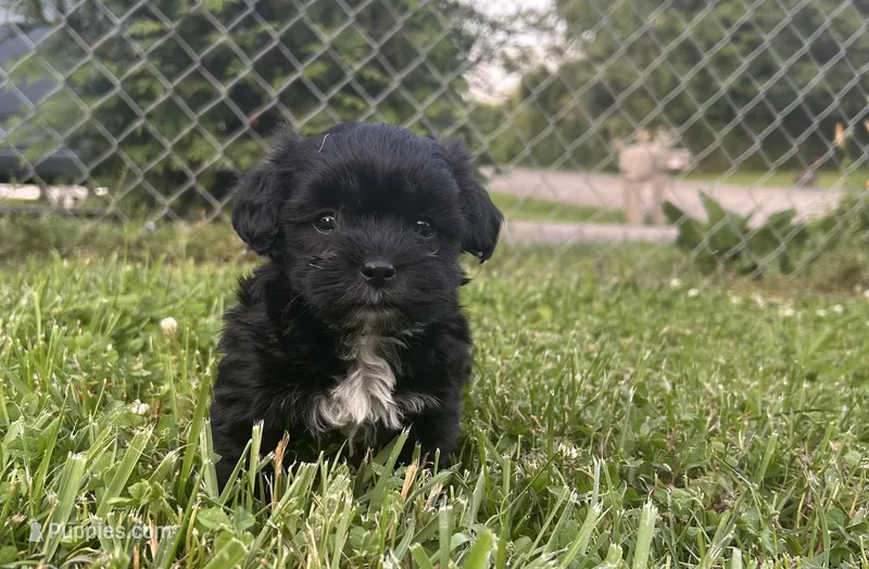Black girl  – Maltipoo puppy for sale in Lily, KY