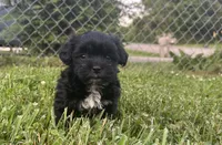 Black girl , a female Maltipoo for sale in Lily, KY – 8 of 9