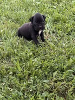 Blue male 4, a male Boxer for sale in Lily, KY – 2 of 10