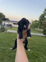 Green male 3, a male Boxer for sale in Lily, KY – 4 of 10