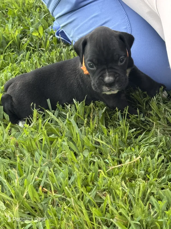 Orange male 2 – Boxer puppy for sale in Lily, KY