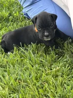 Orange male 2, a male Boxer for sale in Lily, KY – 1 of 10