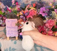 White female, a female Poodle - Miniature  for sale in Lily, KY – 4 of 6