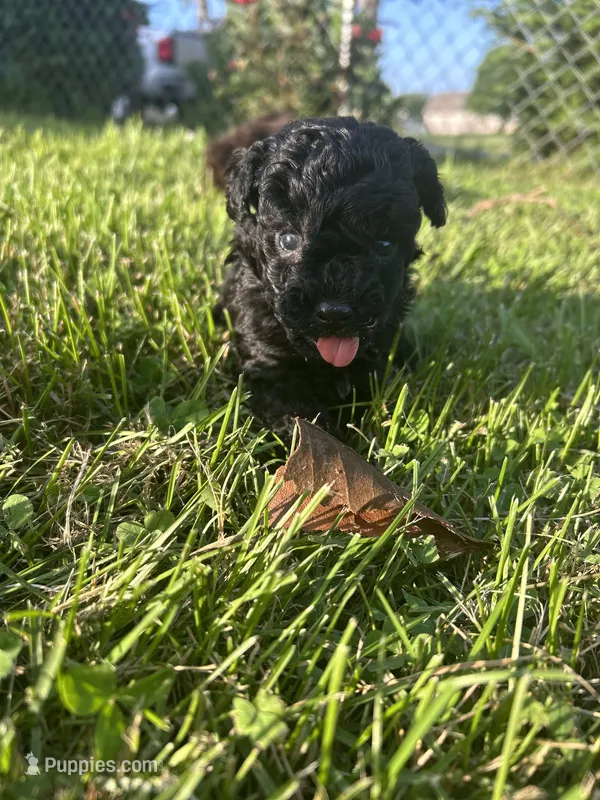 Black male poodle – Poodle - Miniature  puppy for sale in Lily, KY