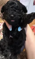 Black male poodle, a male Poodle - Miniature  for sale in Lily, KY – 2 of 6
