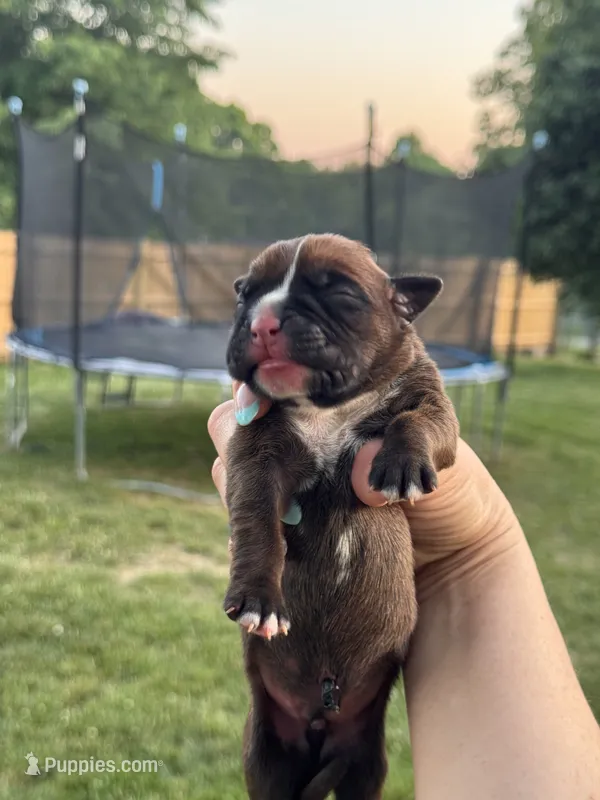 Fawn/mahogany male 1 – Boxer puppy for sale in Lily, KY