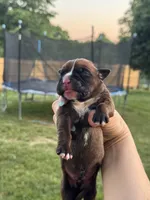 Fawn/mahogany male 1, a male Boxer for sale in Lily, KY – 1 of 4