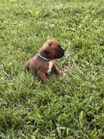 Fawn/mahogany light blue male , a male Boxer for sale in Lily, KY – 4 of 10