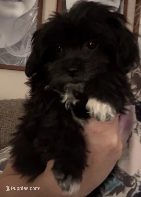 Black girl  – Maltipoo puppy for sale in Lily, KY