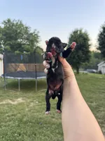 Black male 2, a male Boxer for sale in Lily, KY – 3 of 5