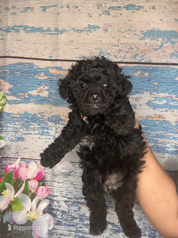 Black male poodle – Poodle - Miniature  puppy for sale in Lily, KY