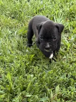 Red male 1, a male Boxer for sale in Lily, KY – 2 of 10