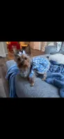 Sophie, a female Yorkshire Terrier for sale in Lily, KY – 2 of 4