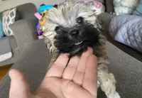 Female maltipoo, a female Maltipoo for sale in Lily, KY – 5 of 10