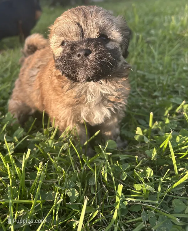 Female maltipoo – Maltipoo puppy for sale in Lily, KY