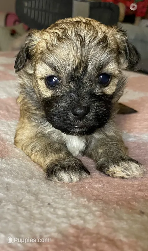 Female maltipoo – Maltipoo puppy for sale in Lily, KY