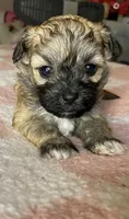 Female maltipoo, a female Maltipoo for sale in Lily, KY – 1 of 4
