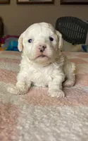 White female, a female Poodle - Miniature  for sale in Lily, KY – 3 of 6