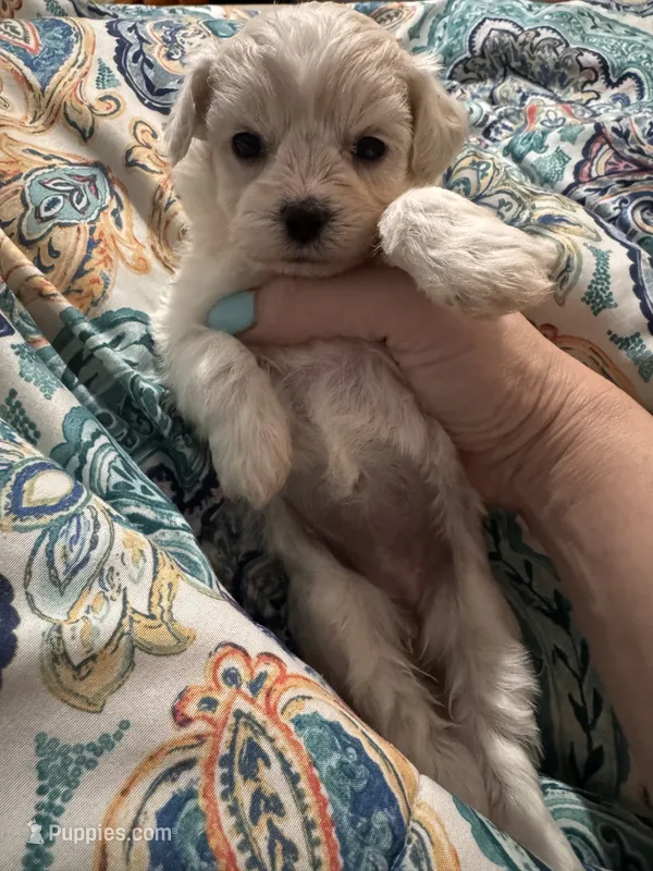 White/cream Girl – Maltipoo puppy for sale in Lily, KY