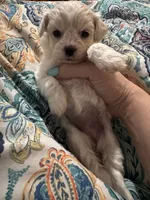 White/cream Girl, a female Maltipoo for sale in Lily, KY – 1 of 2