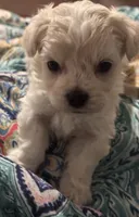 White/cream male, a male Maltipoo for sale in Lily, KY – 2 of 4