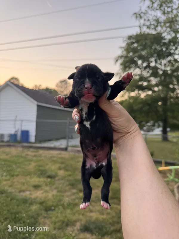 Black male 2 – Boxer puppy for sale in Lily, KY