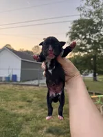 Black male 2, a male Boxer for sale in Lily, KY – 1 of 5