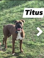 Fawn/mahogany male 2, a male Boxer for sale in Lily, KY – 5 of 5