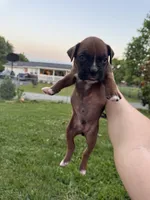 Fawn/mahogany light blue male , a male Boxer for sale in Lily, KY – 5 of 10