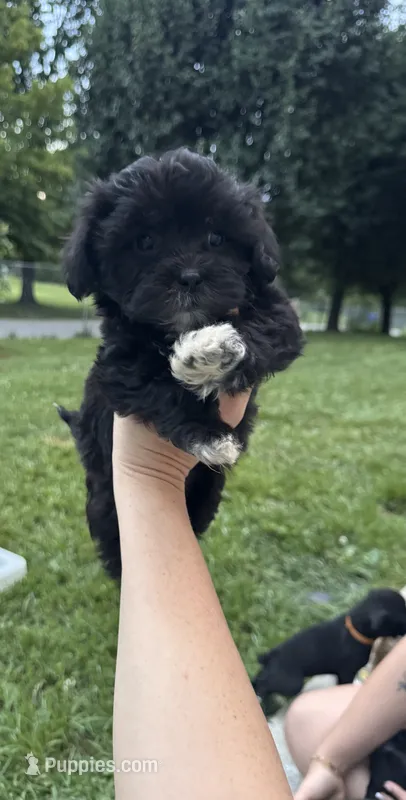 Black girl  – Maltipoo puppy for sale in Lily, KY