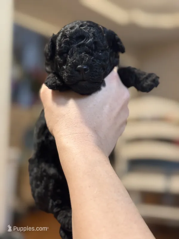 Black male poodle, a male Poodle - Miniature  for sale in Lily, KY – 1 of 6