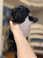 Black male poodle, a male Poodle - Miniature  for sale in Lily, KY – 1 of 6
