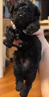 Black male poodle, a male Poodle - Miniature  for sale in Lily, KY – 3 of 6
