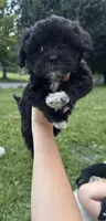 Black girl , a female Maltipoo for sale in Lily, KY – 6 of 9