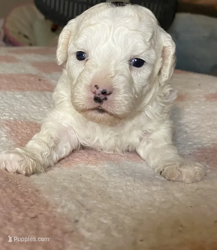 White female – Poodle - Miniature  puppy for sale in Lily, KY