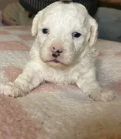 White female, a female Poodle - Miniature  for sale in Lily, KY – 1 of 6