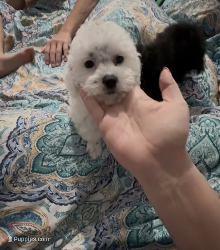 Gingers puppy  – Poodle - Miniature  puppy for sale in Lily, KY