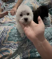 Gingers puppy , a female Poodle - Miniature  for sale in Lily, KY – 1 of 8