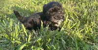Black girl , a female Maltipoo for sale in Lily, KY – 5 of 9