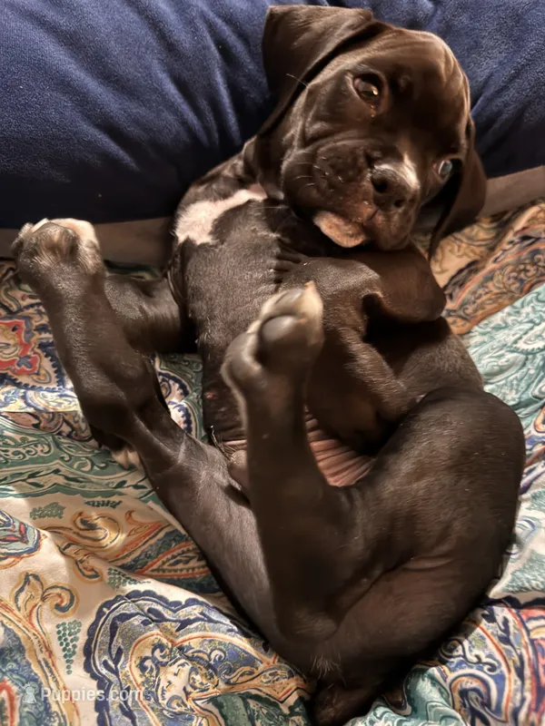 Red male  – Boxer puppy for sale in Lily, KY