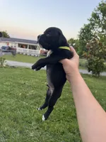 Green male 3, a male Boxer for sale in Lily, KY – 5 of 10