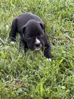 Green male 3, a male Boxer for sale in Lily, KY – 2 of 10