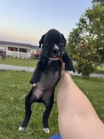 Green male 3, a male Boxer for sale in Lily, KY – 3 of 10
