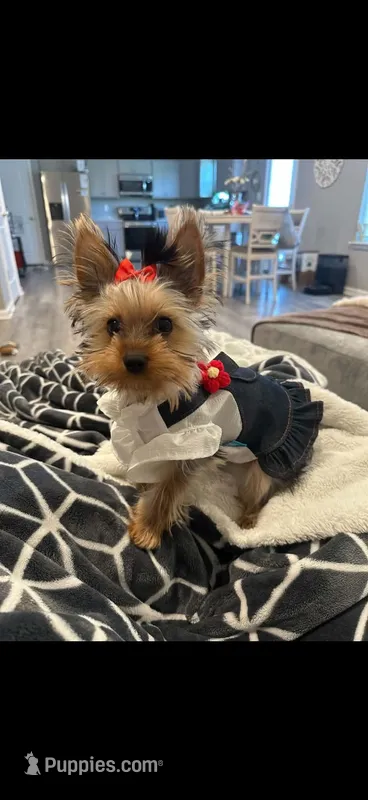 Sophie – Yorkshire Terrier puppy for sale in Lily, KY
