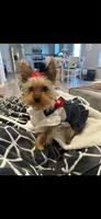 Sophie, a female Yorkshire Terrier for sale in Lily, KY – 1 of 4