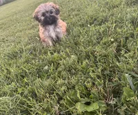 Female maltipoo, a female Maltipoo for sale in Lily, KY – 2 of 10