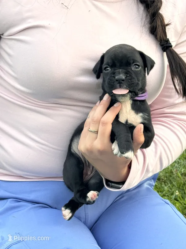 Purple female – Boxer puppy for sale in Lily, KY